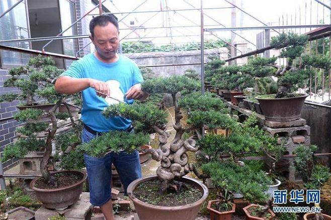 村民们凭着一双双勤劳的手把方寸盆景做成了致富的绿色银行