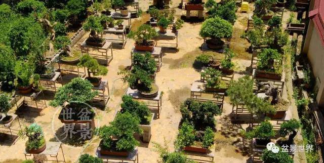 他是贵州盆景的一颗靓丽新星