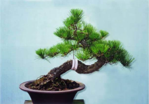 黑松盆景制作纪实