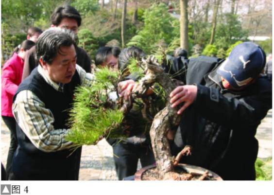 图解 黑松盆景怎么设计制作的方法