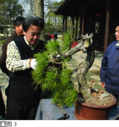 图解 黑松盆景怎么设计制作的方法