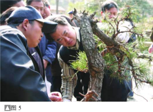 图解 黑松盆景怎么设计制作的方法