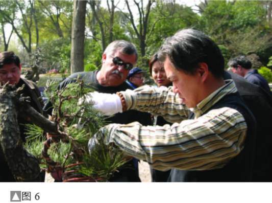 图解 黑松盆景怎么设计制作的方法