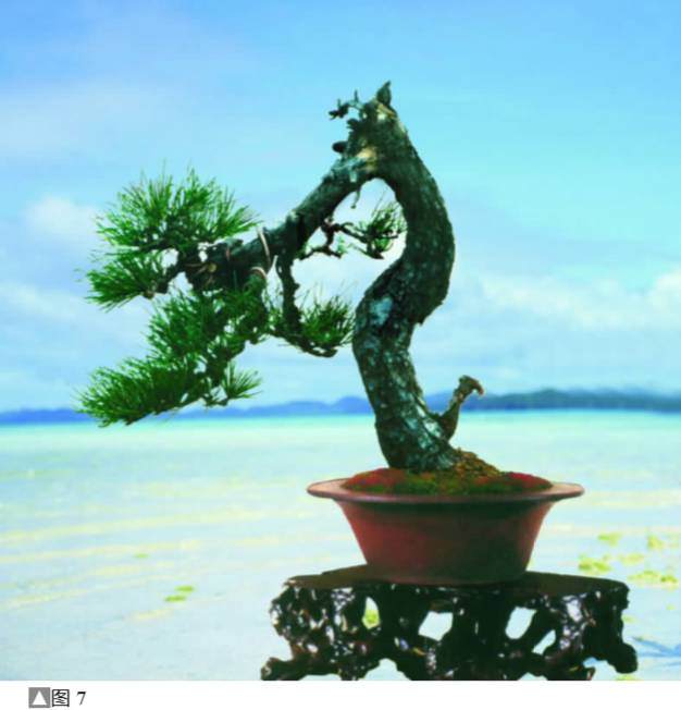 图解 黑松盆景怎么设计制作的方法