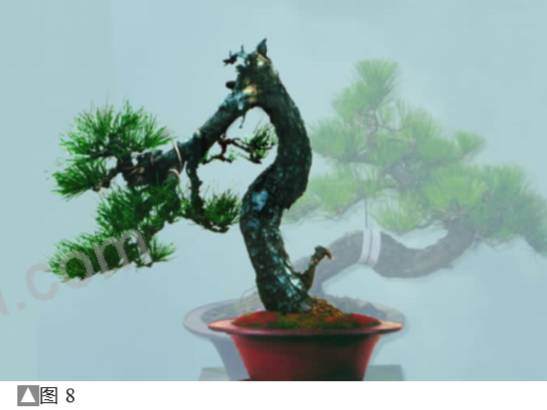 图解 黑松盆景怎么设计制作的方法