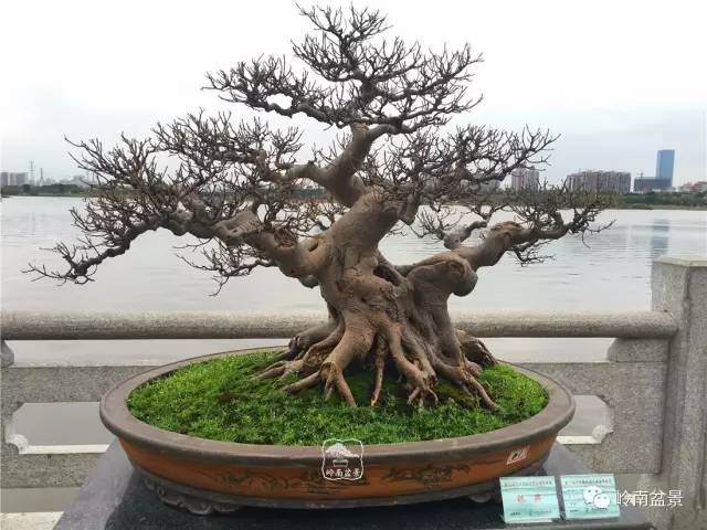 元明清也有不少吟咏盆景的好诗