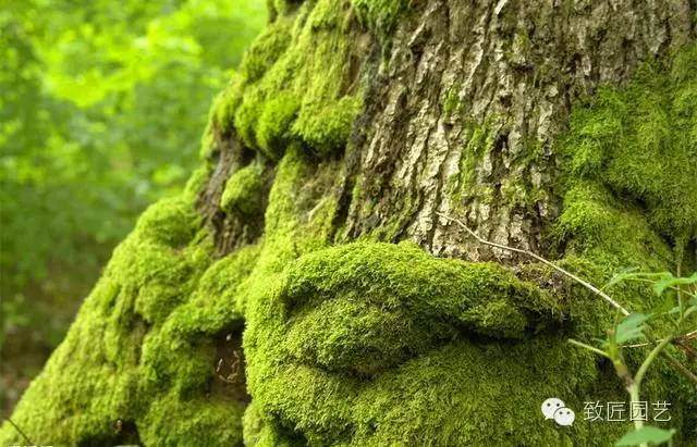 简单两招让你盆景长满青苔