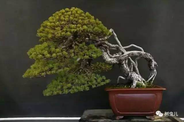 暑期盆景的养护操作