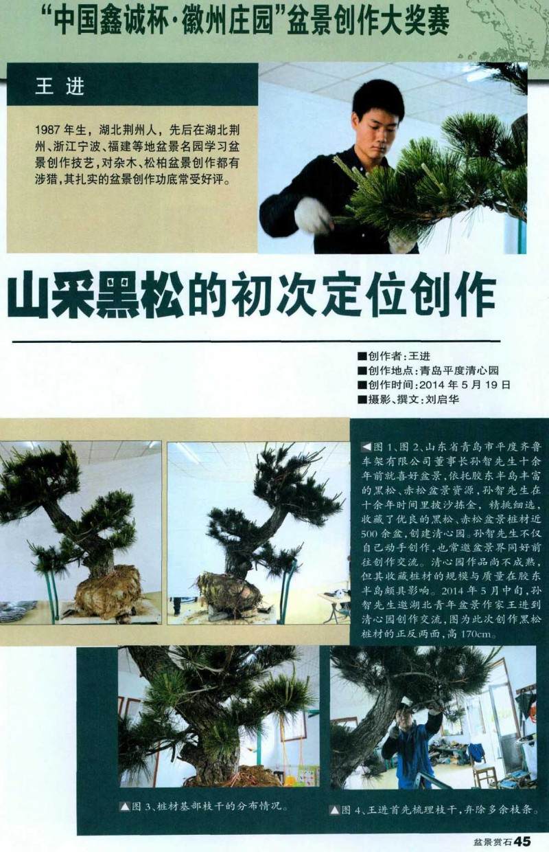 黑松盆景的制作方法【图解】