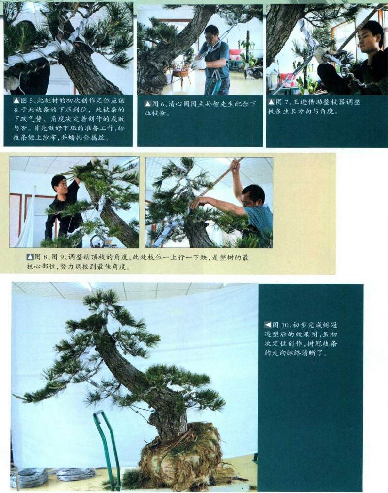 黑松盆景的制作方法【图解】