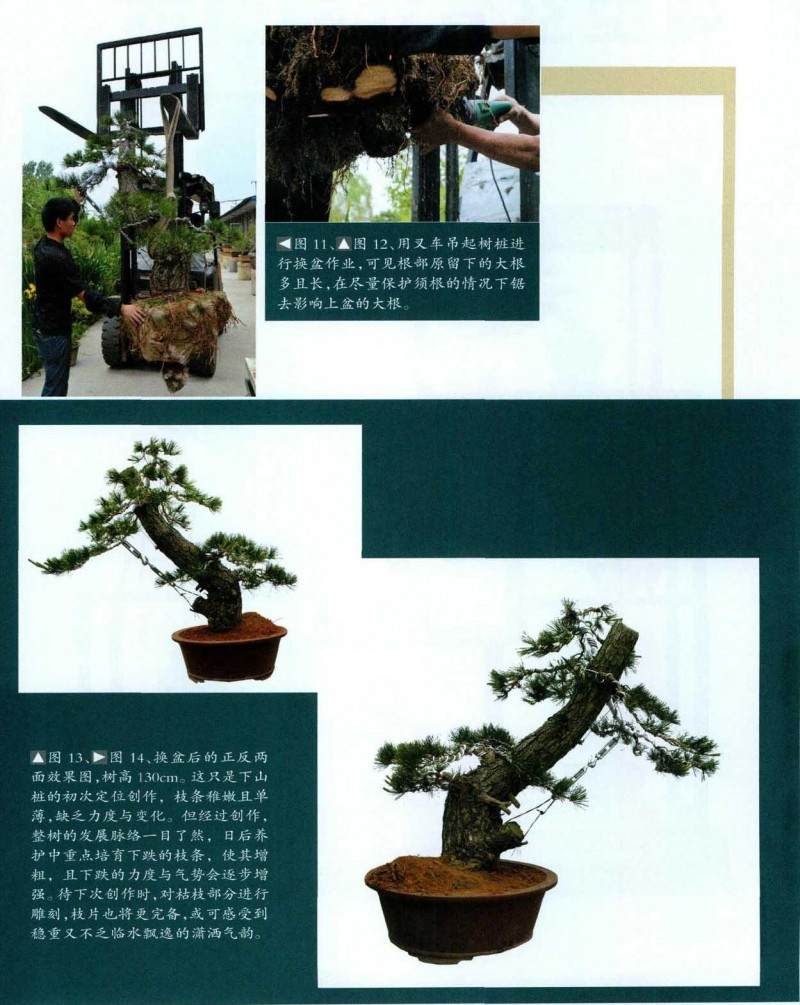 黑松盆景的制作方法【图解】