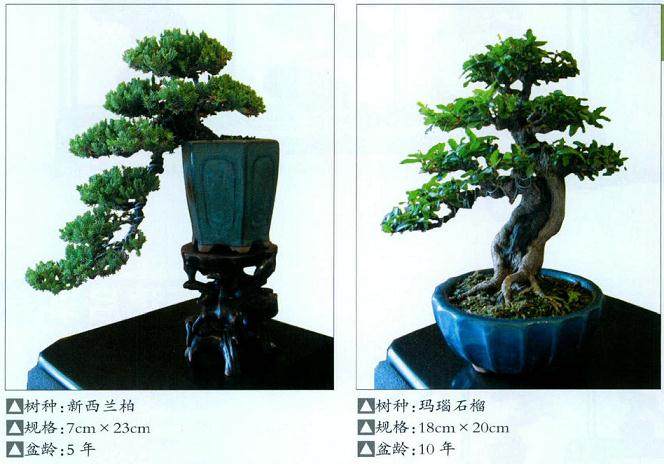 马景洲：从85年开始喜欢上了盆景艺术！