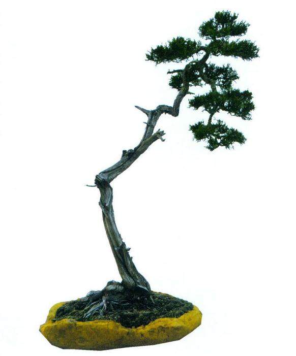 山东新泰锦绣盆景园