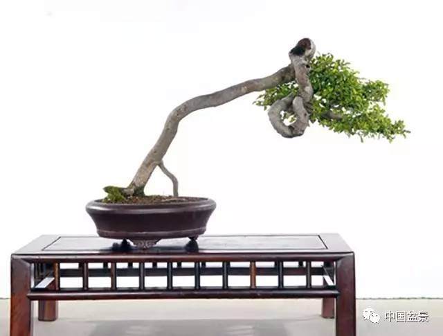 盆景美学浅谈之二:禅意