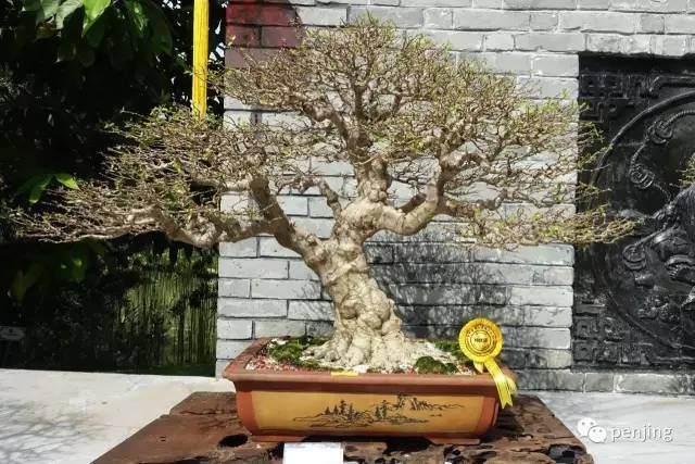 国际盆景艺术的明日之星——马来西亚盆景