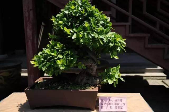 姜拥军创立自己独特的盆景艺术风格