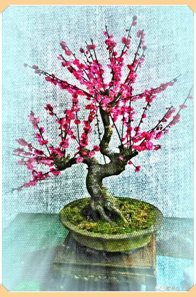 徽州百工之徽派盆景制作技艺大赛