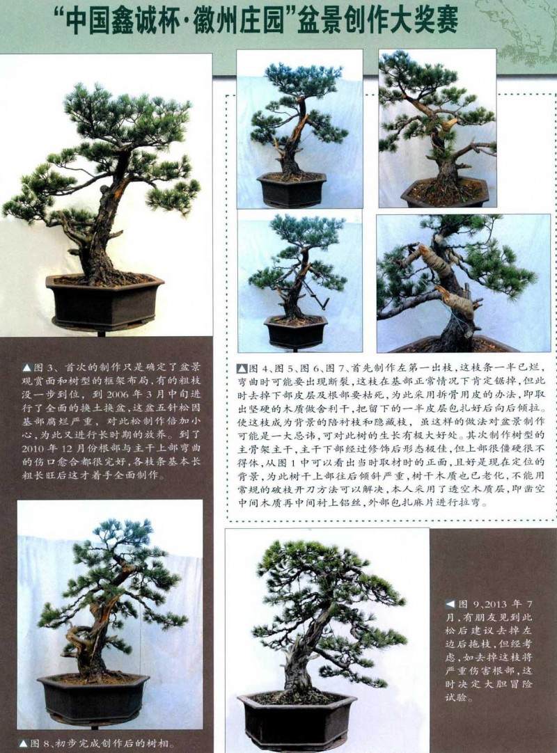 图解五针松盆景的制作历程