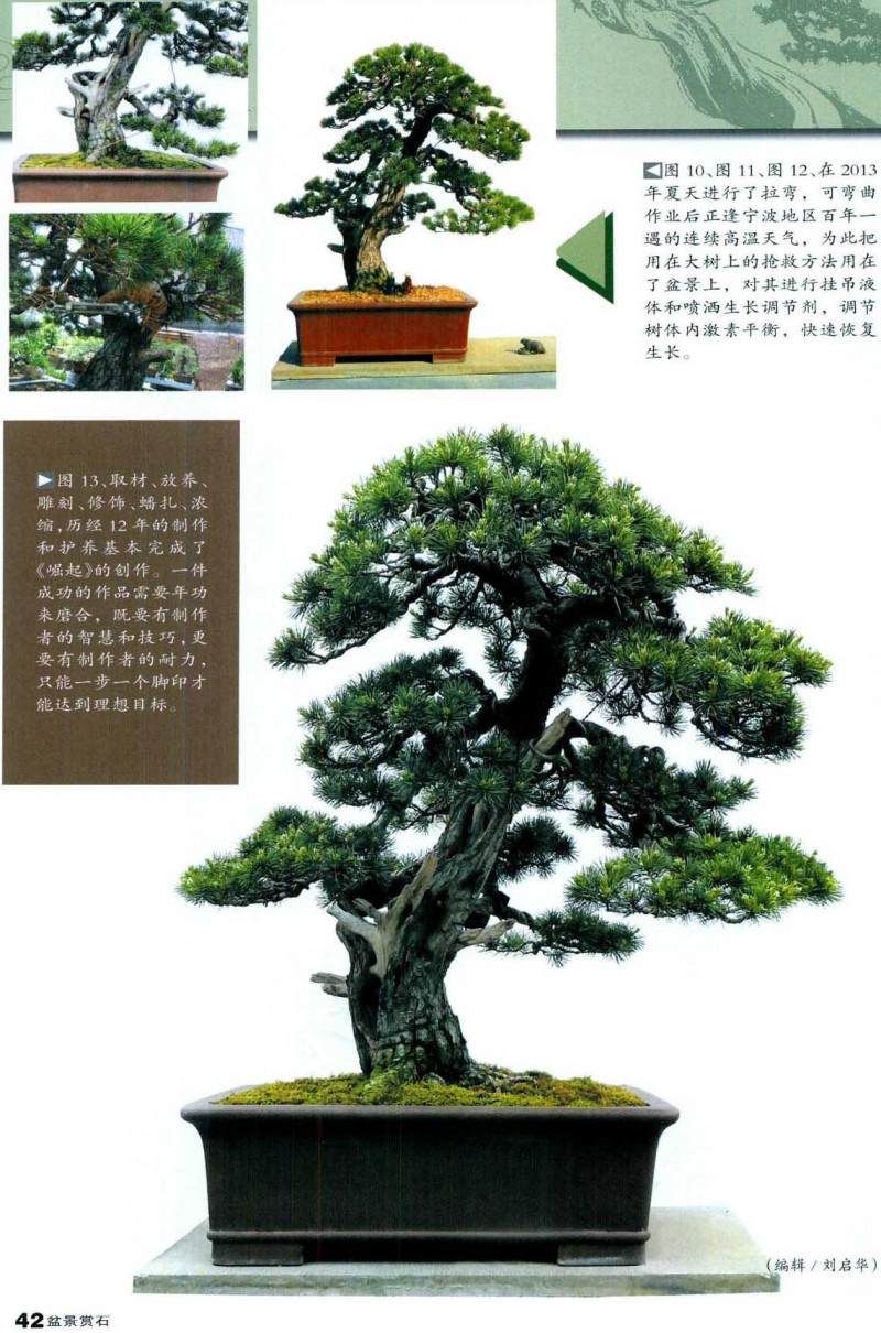 图解五针松盆景的制作历程