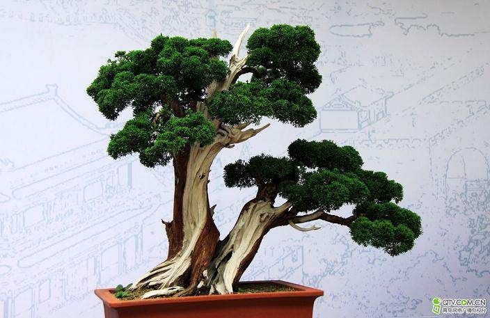 十八年前，在茫茫书海里与《花木盆景》偶遇！