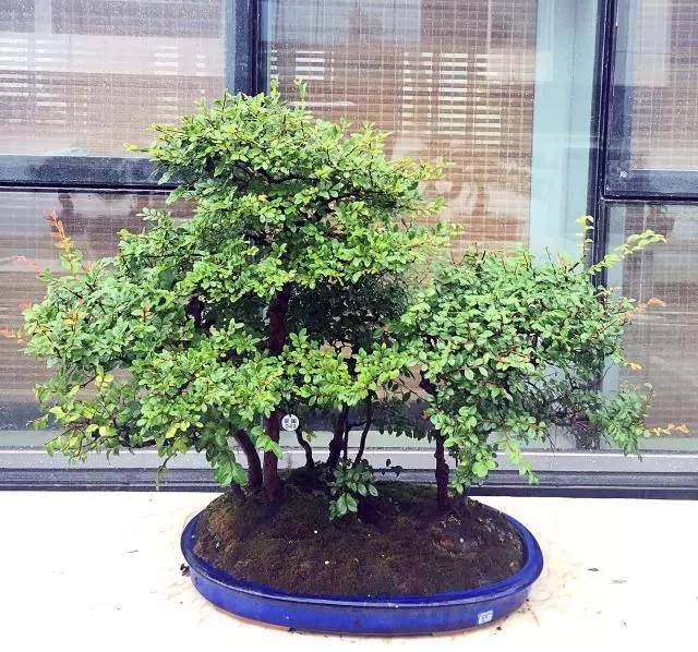 第四届中国风盆景展邀请嘉宾——王如生