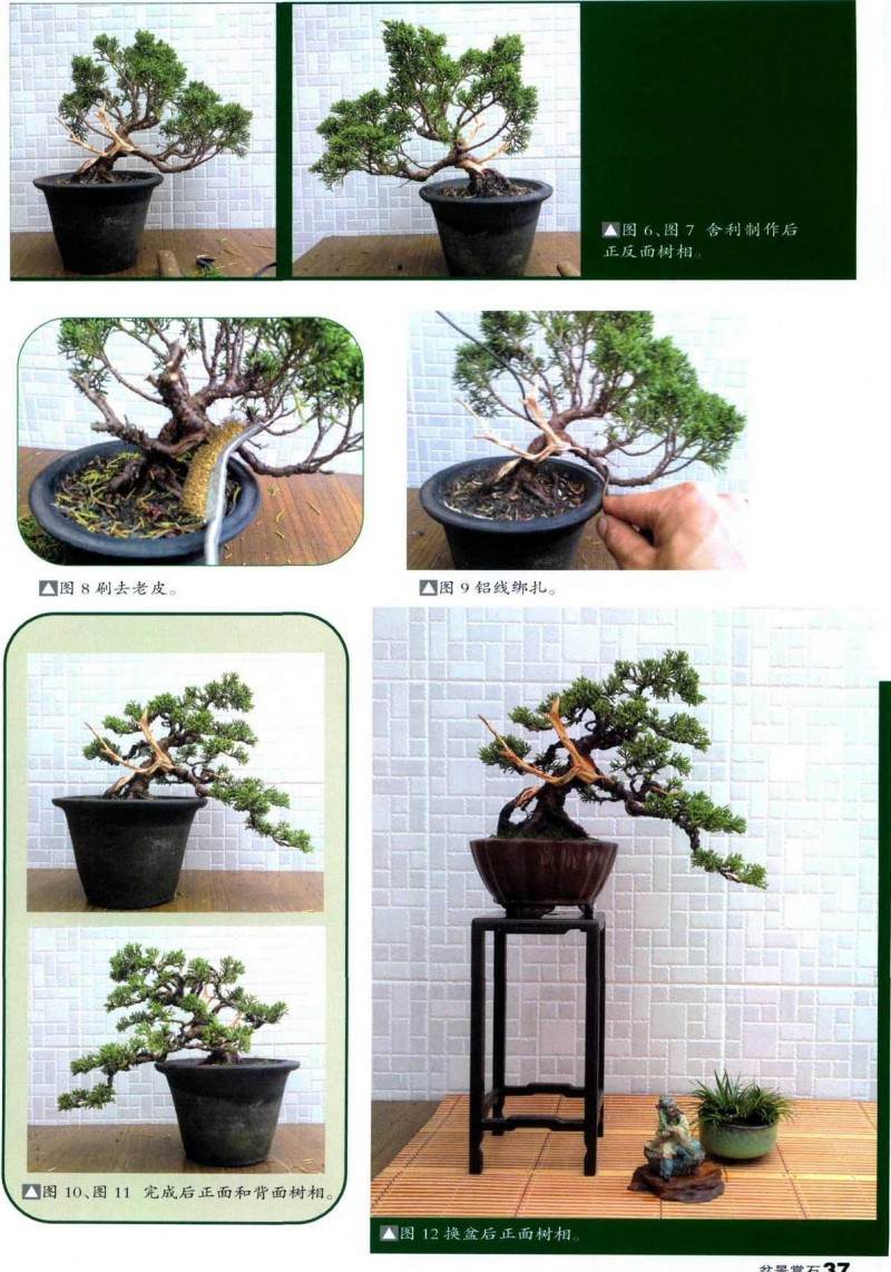 图解小型真柏盆景的制作过程