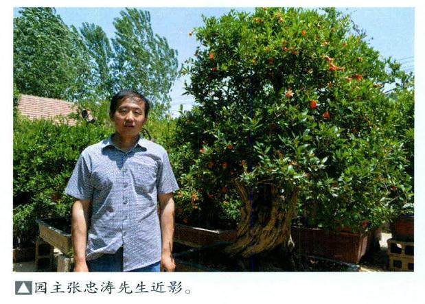 枣庄万景石榴盆景园