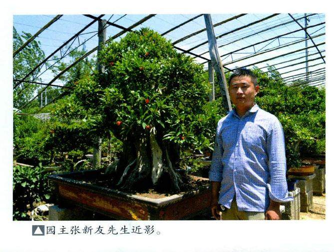 枣庄友园是张新友创建的石榴盆景园