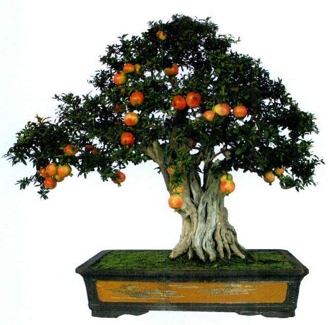 居抱斋主人王鲁晓先生痴迷石榴盆景多年