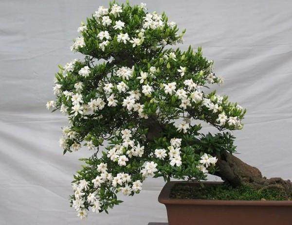 枙子花叶子发黄怎么办?