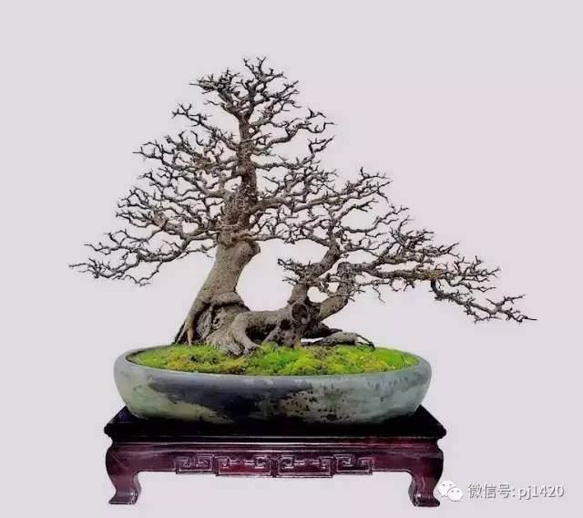 玩盆景请注意宾主分明