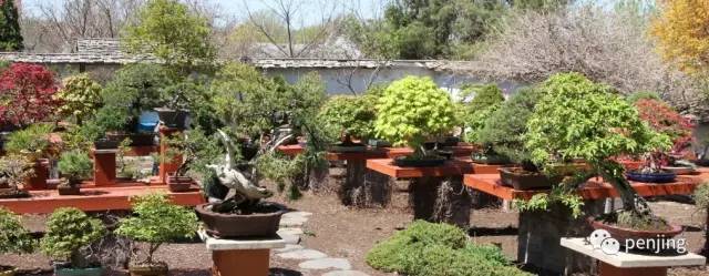 美国盆景大师手把手教你制作丛林盆景