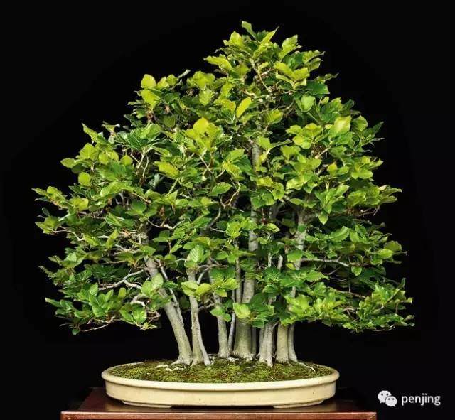 美国盆景大师手把手教你制作丛林盆景