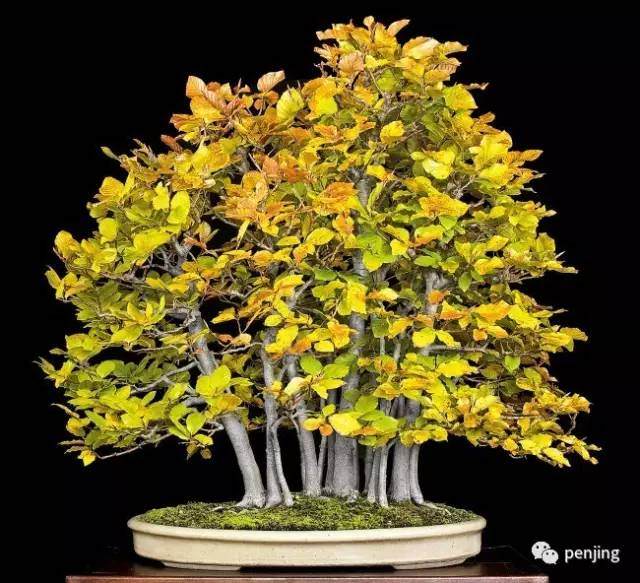 美国盆景大师手把手教你制作丛林盆景