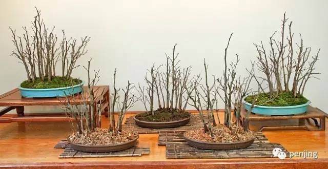 美国盆景大师手把手教你制作丛林盆景