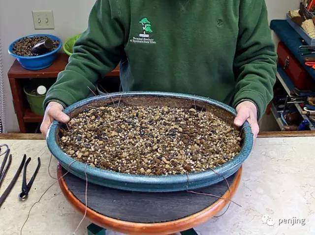 美国盆景大师手把手教你制作丛林盆景