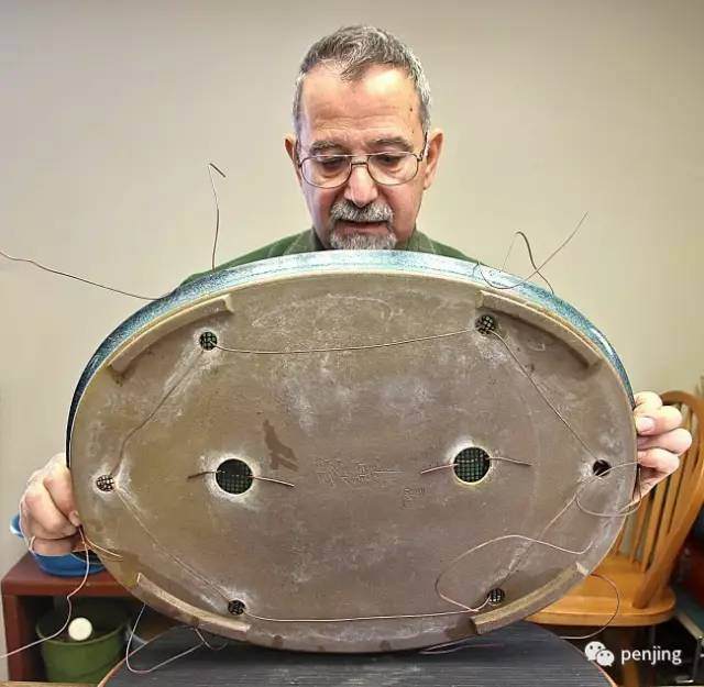 美国盆景大师手把手教你制作丛林盆景