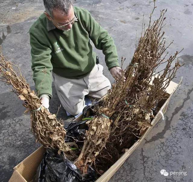 美国盆景大师手把手教你制作丛林盆景
