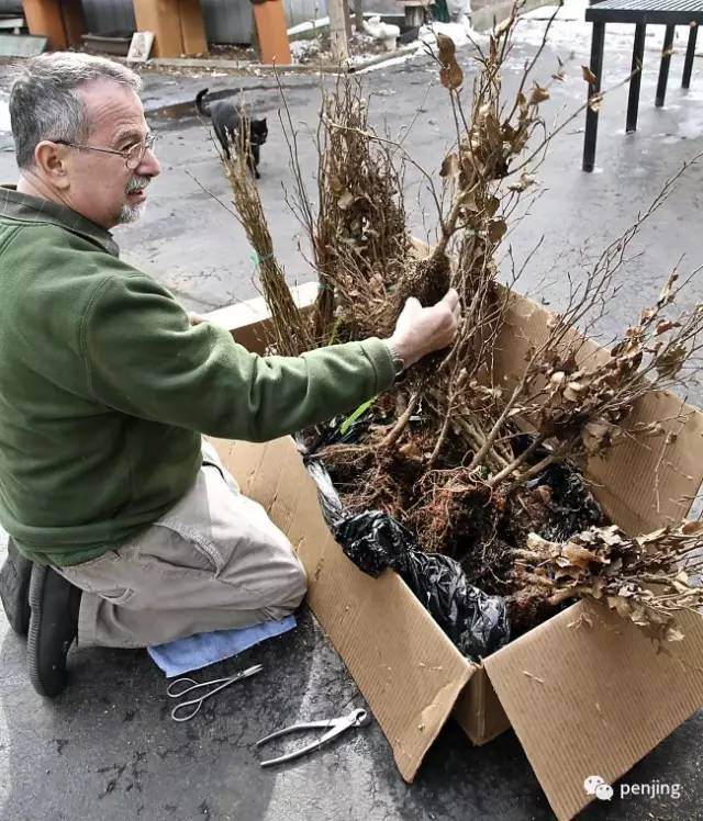 美国盆景大师手把手教你制作丛林盆景