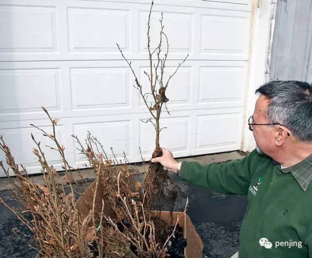 美国盆景大师手把手教你制作丛林盆景