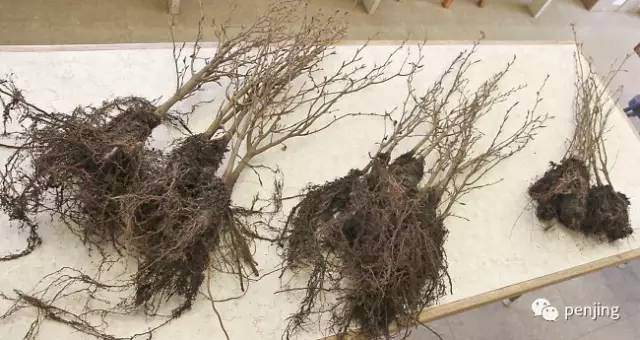 图解 美国大师手把手教你怎么制作丛林盆景