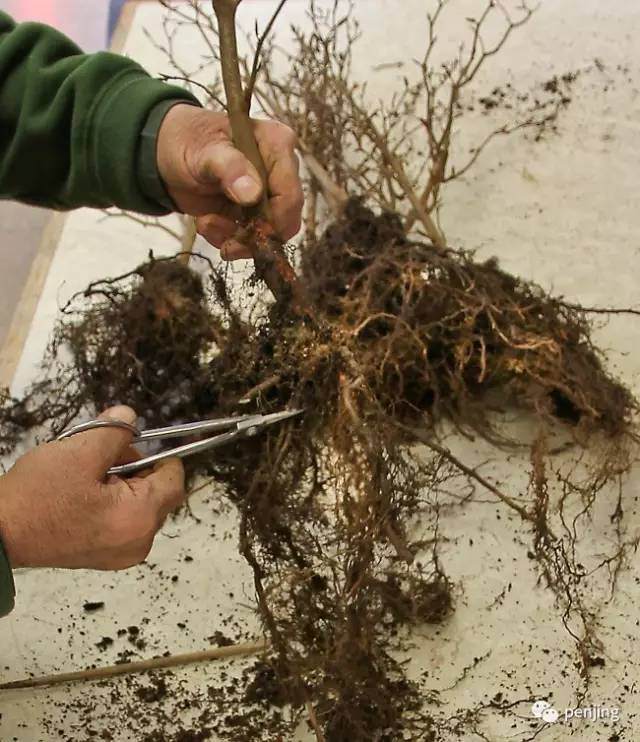 图解 美国大师手把手教你怎么制作丛林盆景