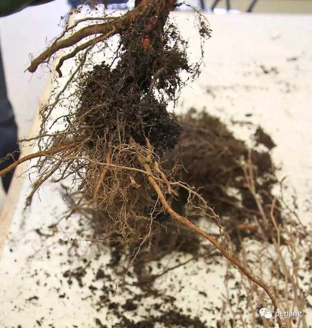 图解 美国大师手把手教你怎么制作丛林盆景