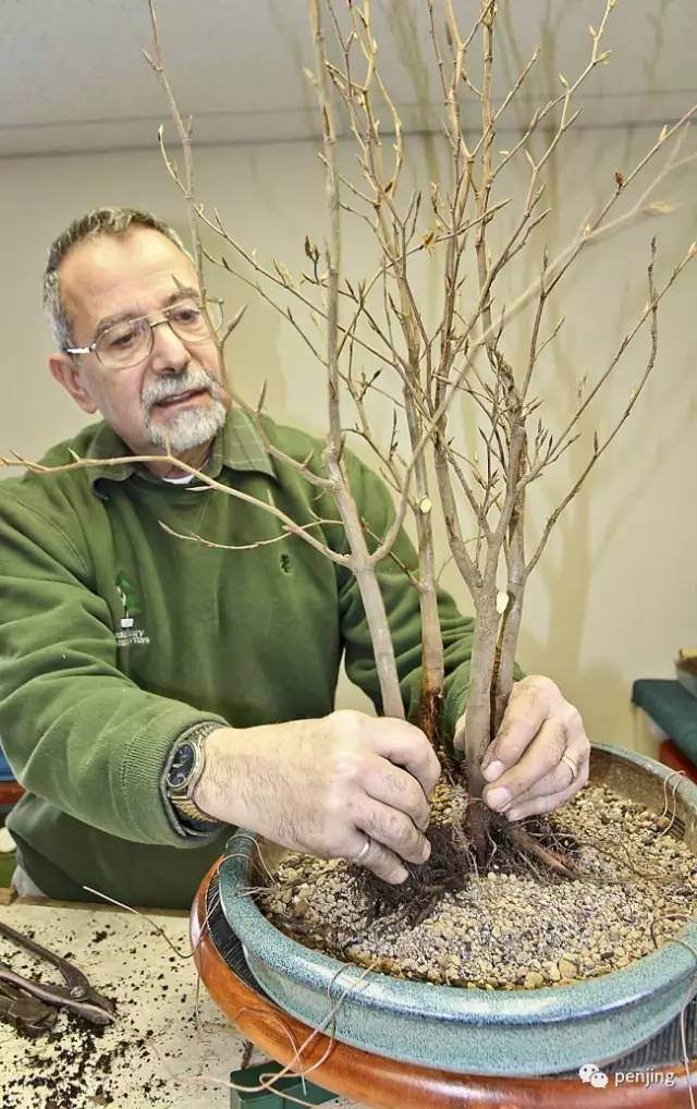 图解 美国大师手把手教你怎么制作丛林盆景
