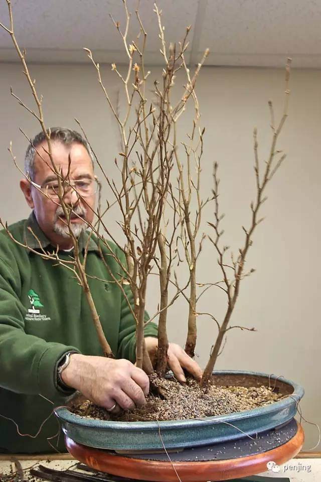 图解 美国大师手把手教你怎么制作丛林盆景