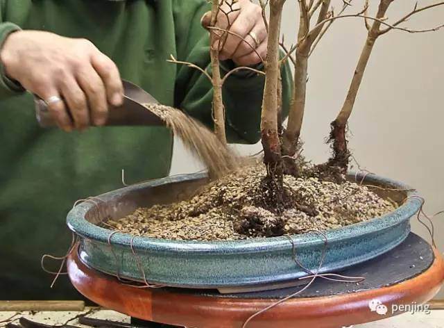 图解 美国大师手把手教你怎么制作丛林盆景