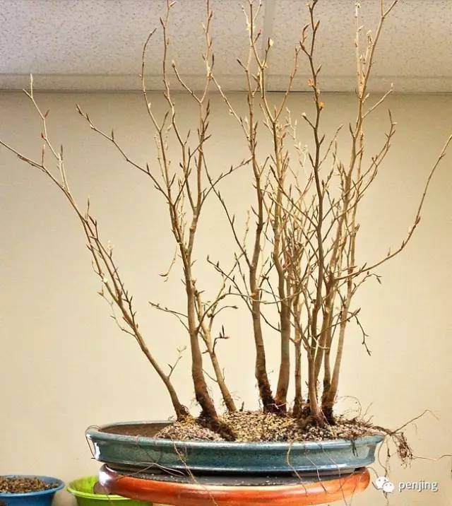 图解 美国大师手把手教你怎么制作丛林盆景