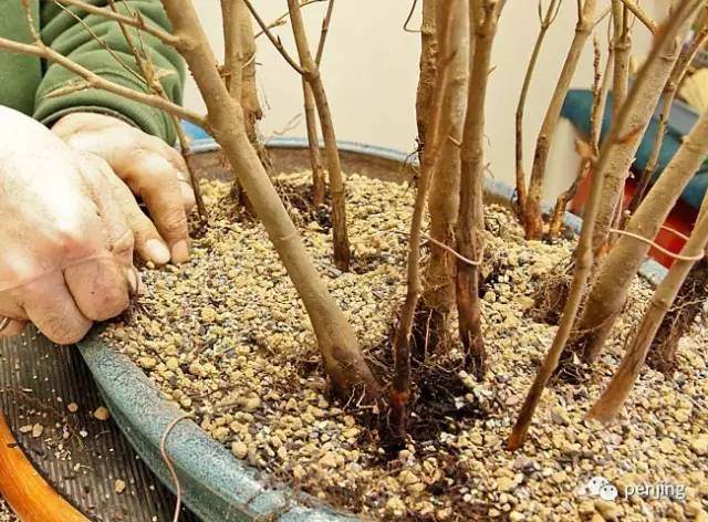 图解 美国大师手把手教你怎么制作丛林盆景