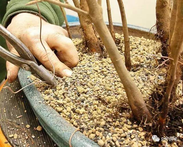 图解 美国大师手把手教你怎么制作丛林盆景