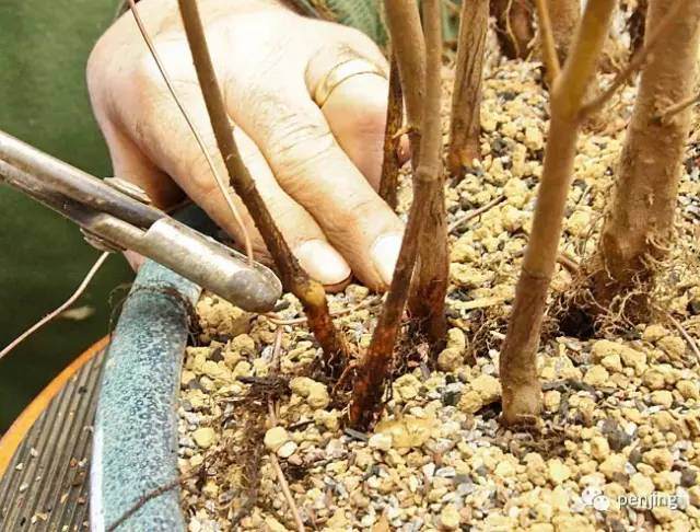 图解 美国大师手把手教你怎么制作丛林盆景